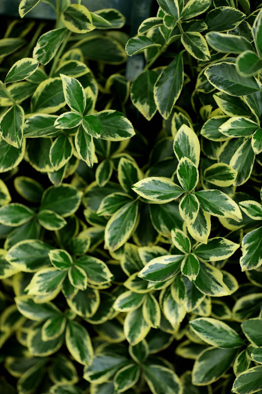 绿叶黄边植物特写图片