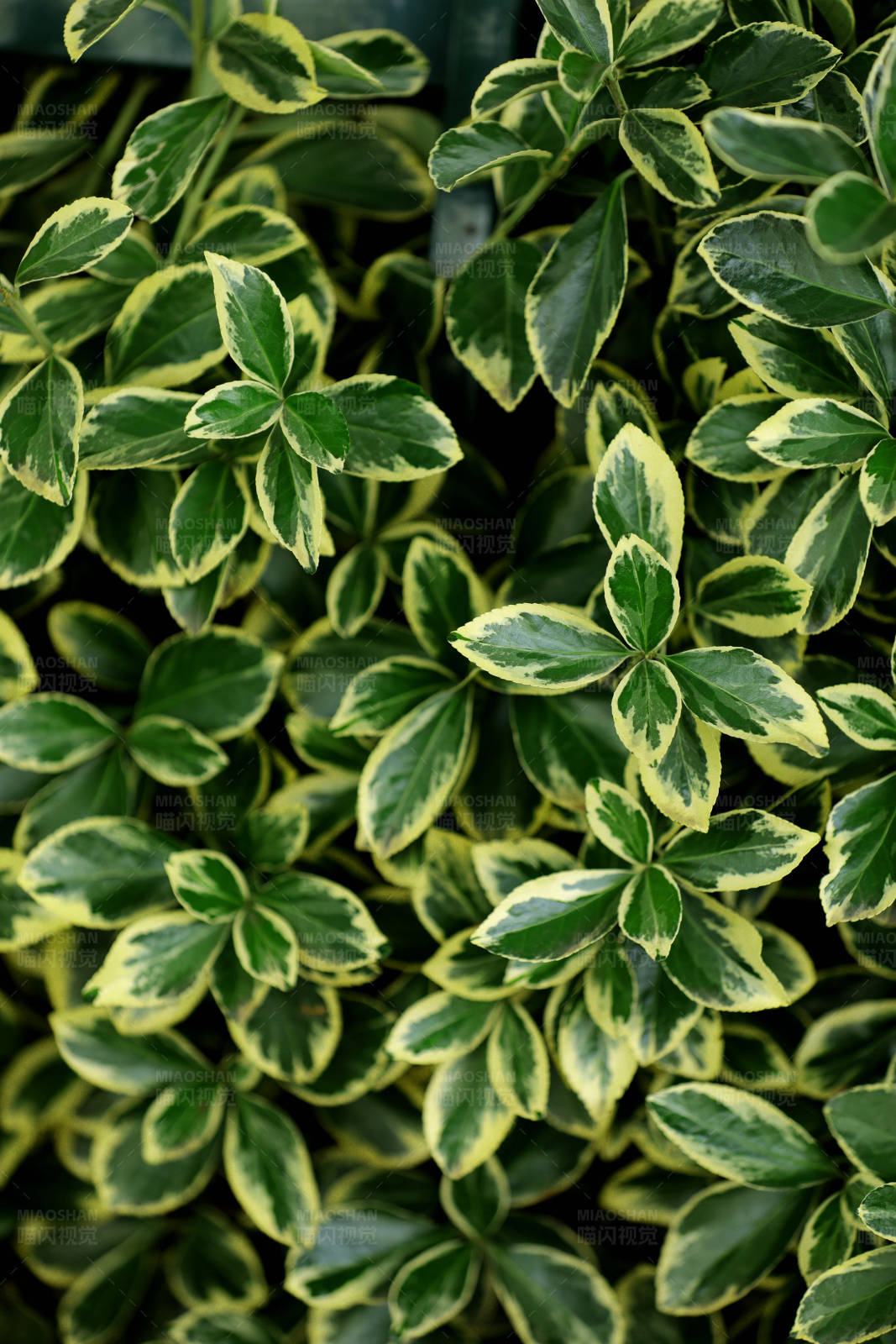 绿叶黄边植物特写图片