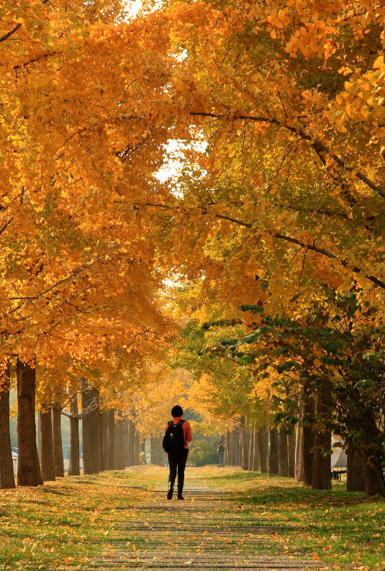 秋日漫步在银杏大道的女生图片