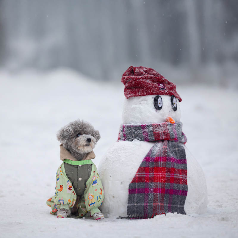 雪人与小狗的冬日陪伴图片
