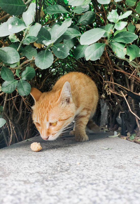猫咪觅食记图片