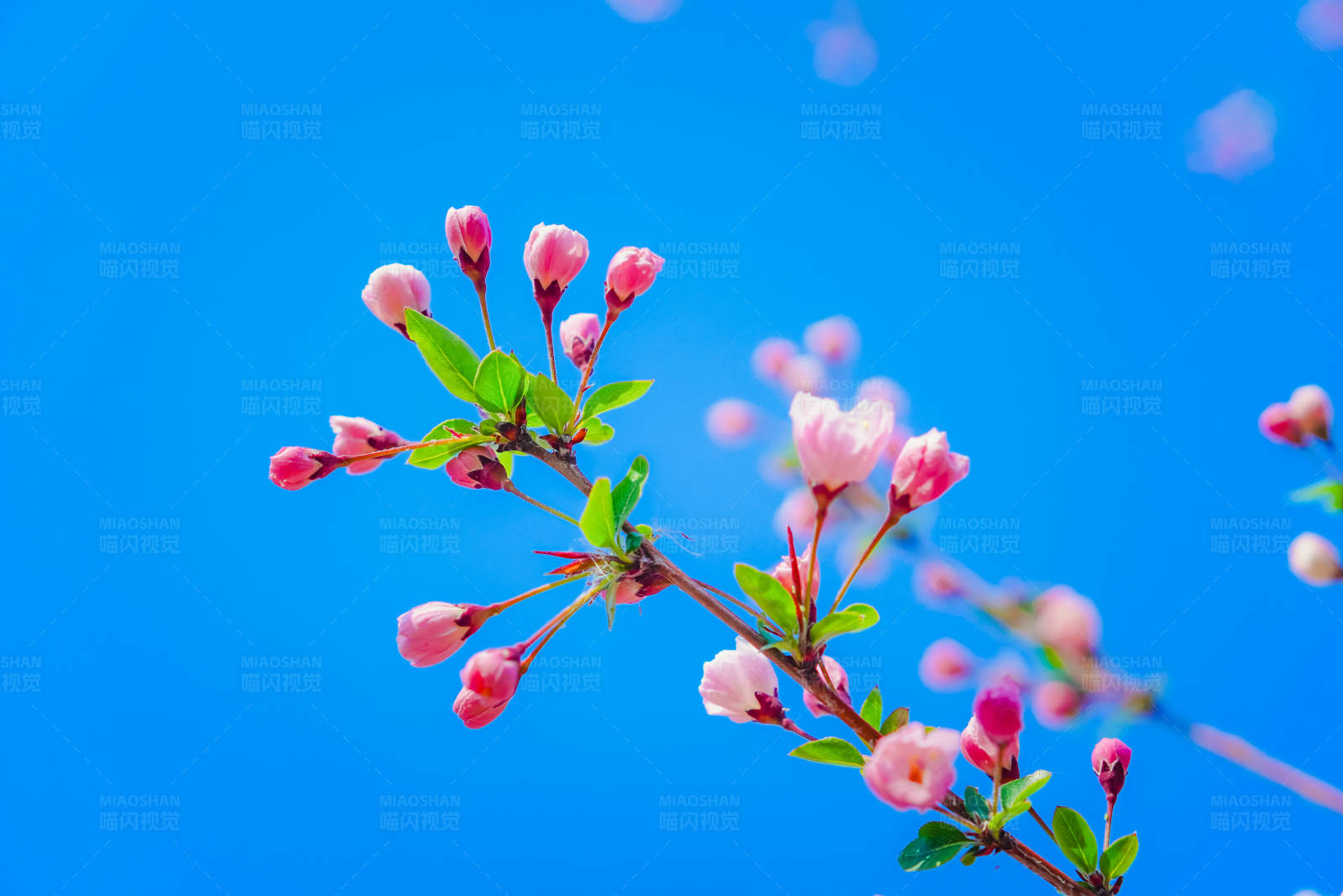 春日海棠花 蓝天映衬图片