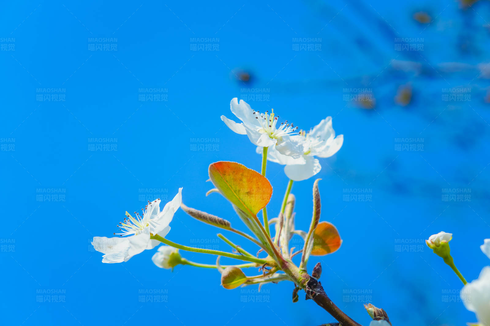 春日梨花开图片