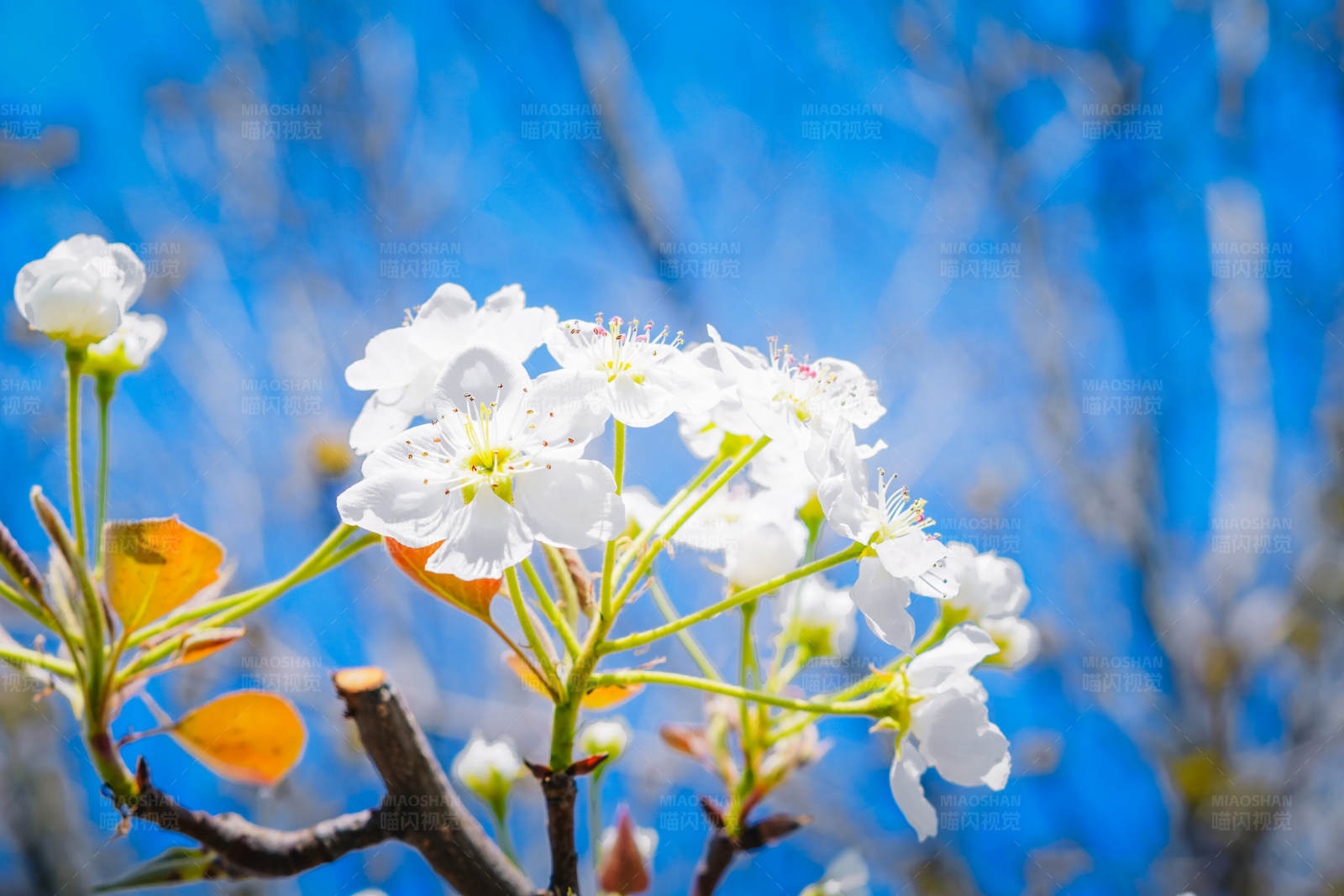 春天梨花盛开图片