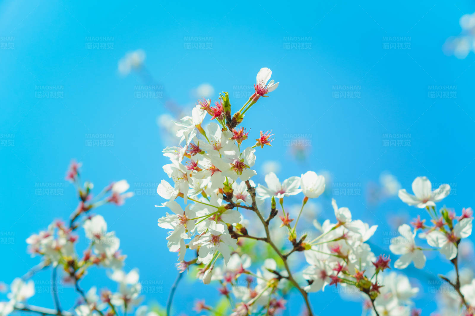 春日樱花绽放蓝天图片