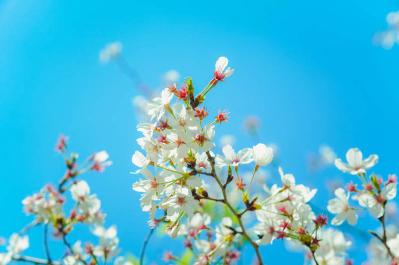 春日樱花绽放蓝天图片