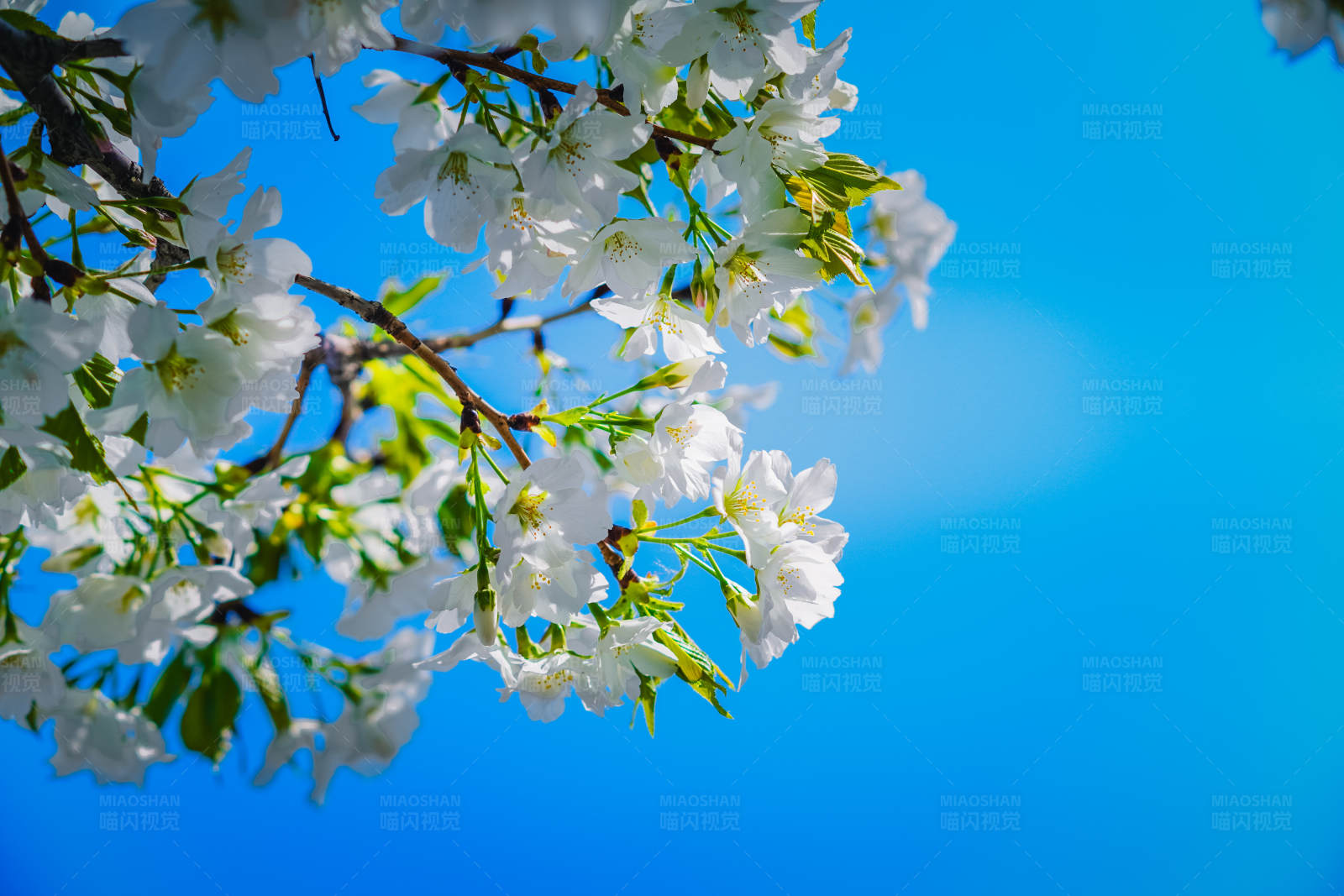 春日花开 蓝天相伴图片