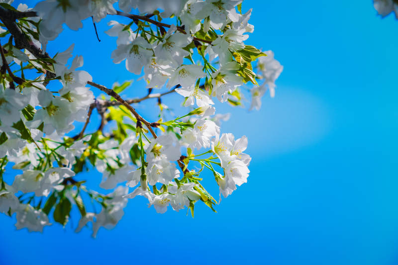 春日花开 蓝天相伴图片