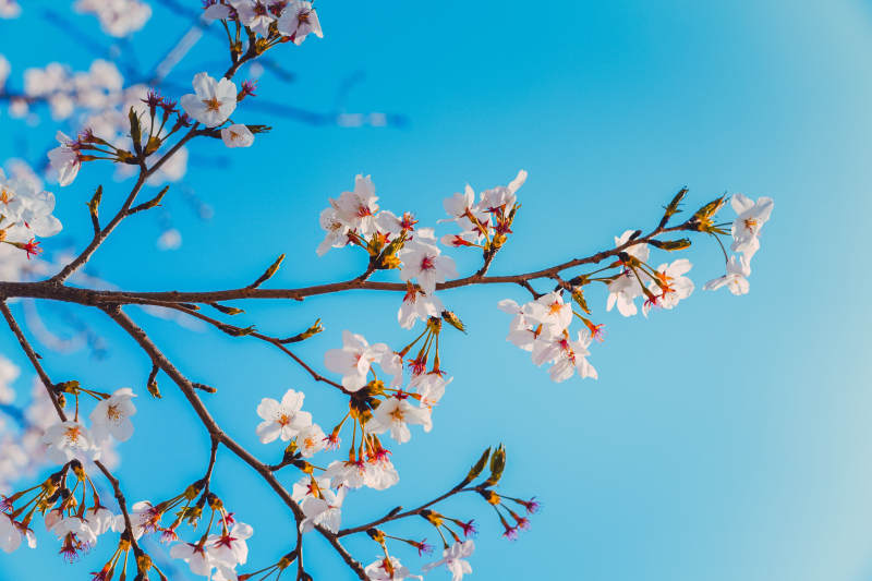 春天的樱花图片