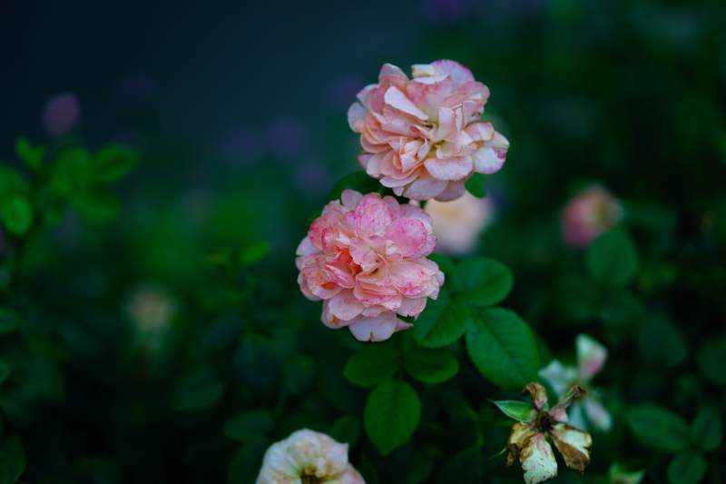 夜色中的粉红月季图片