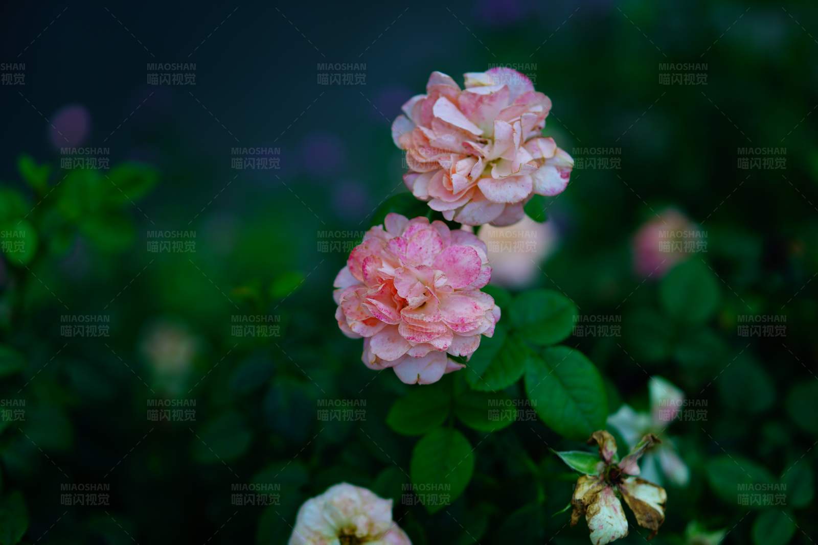 夜色中的粉红月季图片