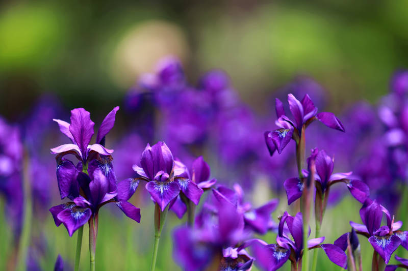 紫色鸢尾花的美丽图片