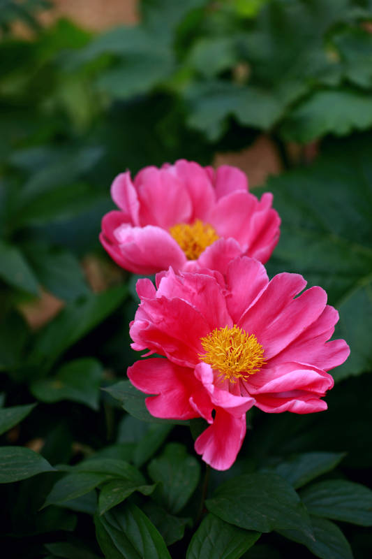 牡丹花绽放美丽图片