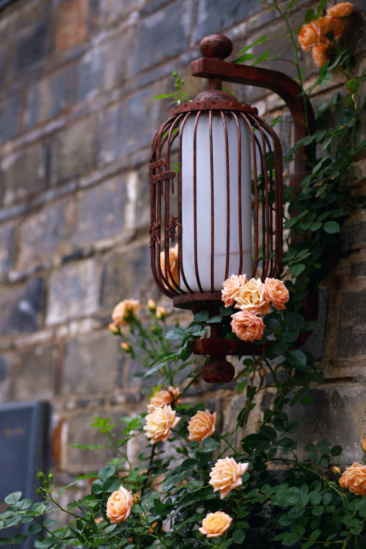 墙边月季花图片