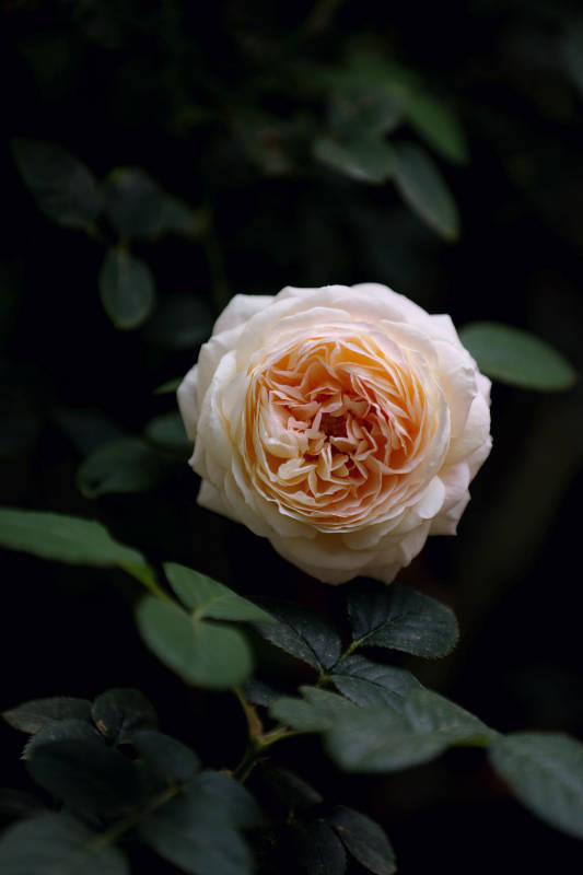 娇艳月季绽放中图片