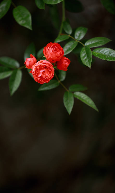 红月季花簇图片