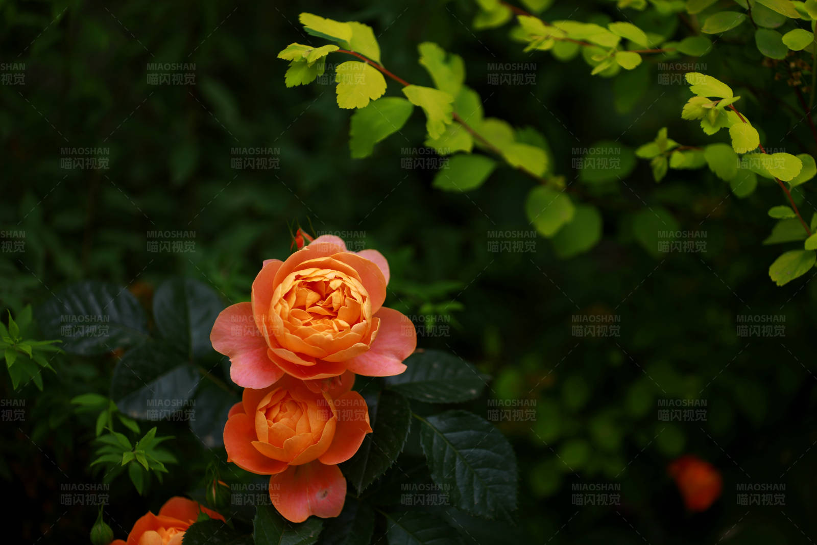 橙色月季花图片