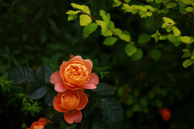 橙色月季花图片