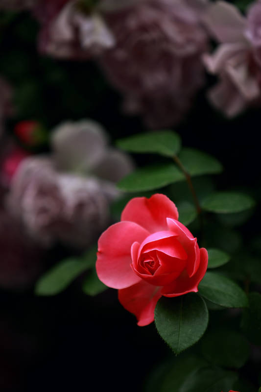 红月季的美丽瞬间图片