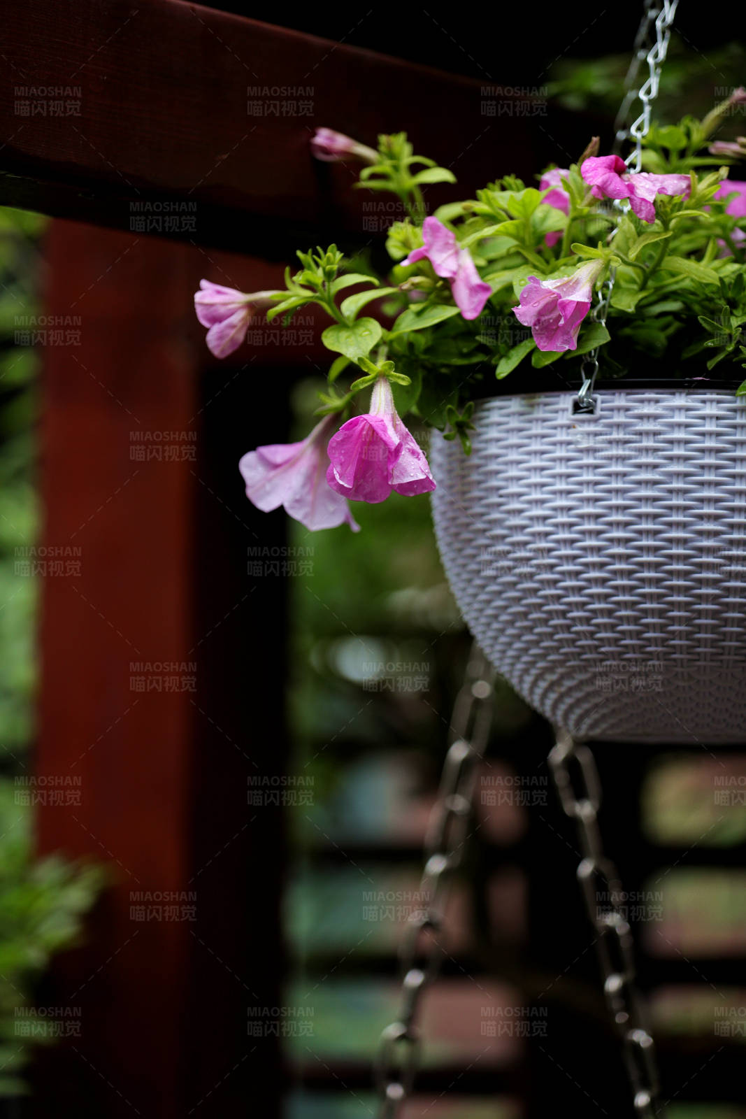 悬挂的粉色花朵花篮图片