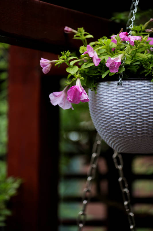 悬挂的粉色花朵花篮图片