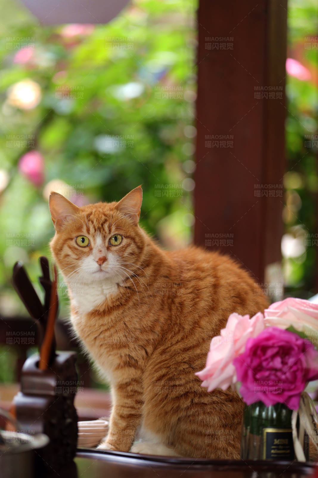 橘猫静坐花旁图片