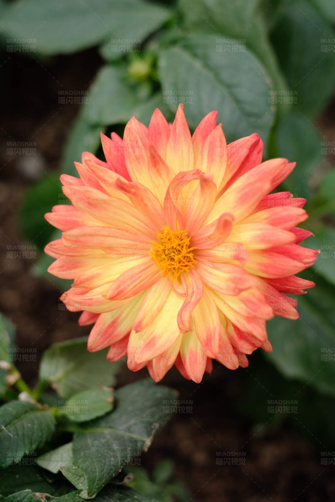 橙色大丽花的美丽绽放图片