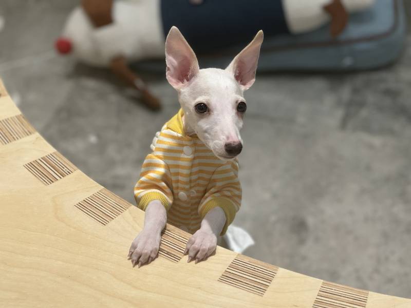 白色小狗的时尚装扮图片