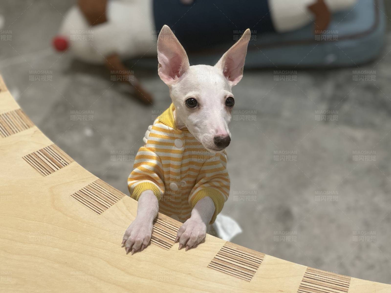 白色小狗的时尚装扮图片