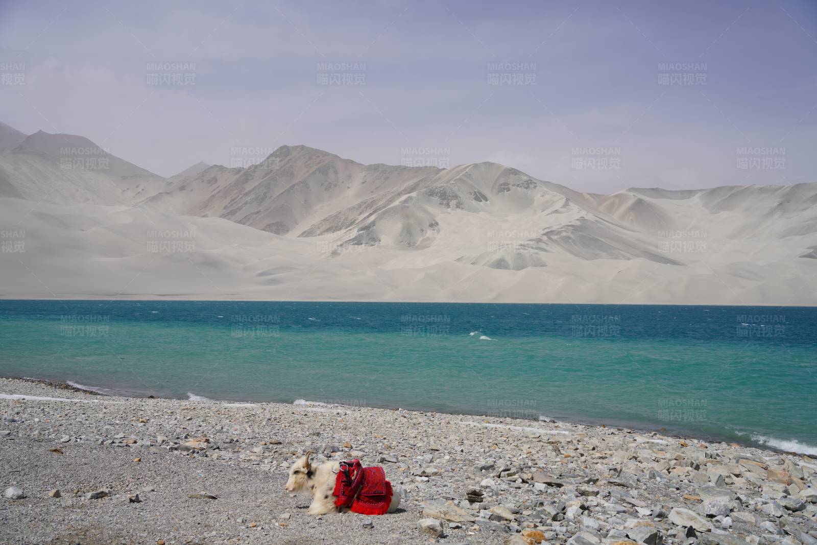 新疆湖边的牦牛图片
