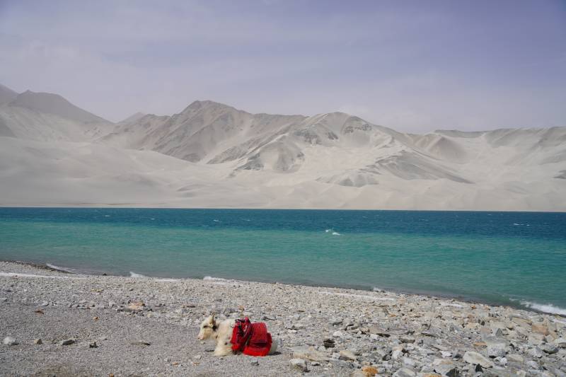 新疆湖边的牦牛图片