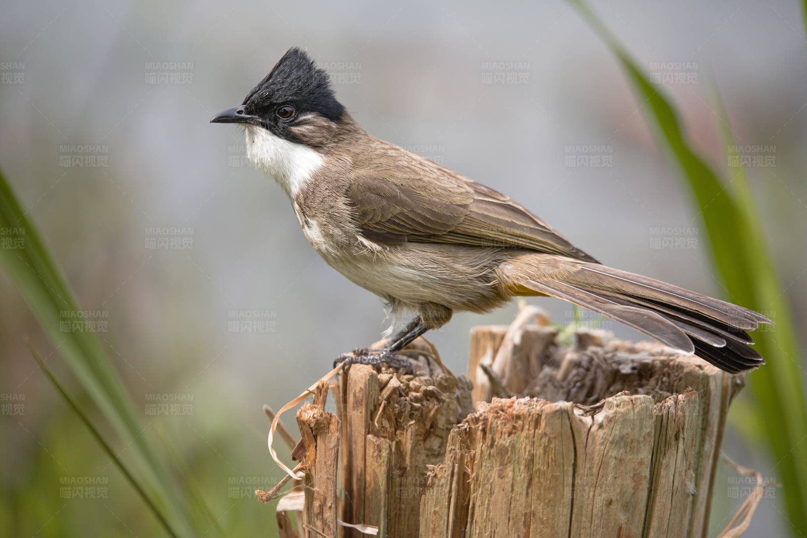 小鸟栖息在树桩上图片