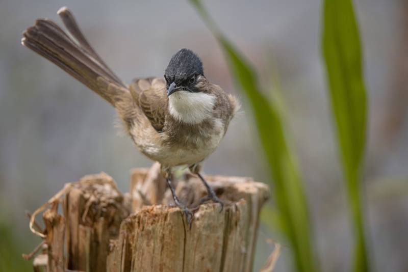 小鸟栖息在木桩上图片