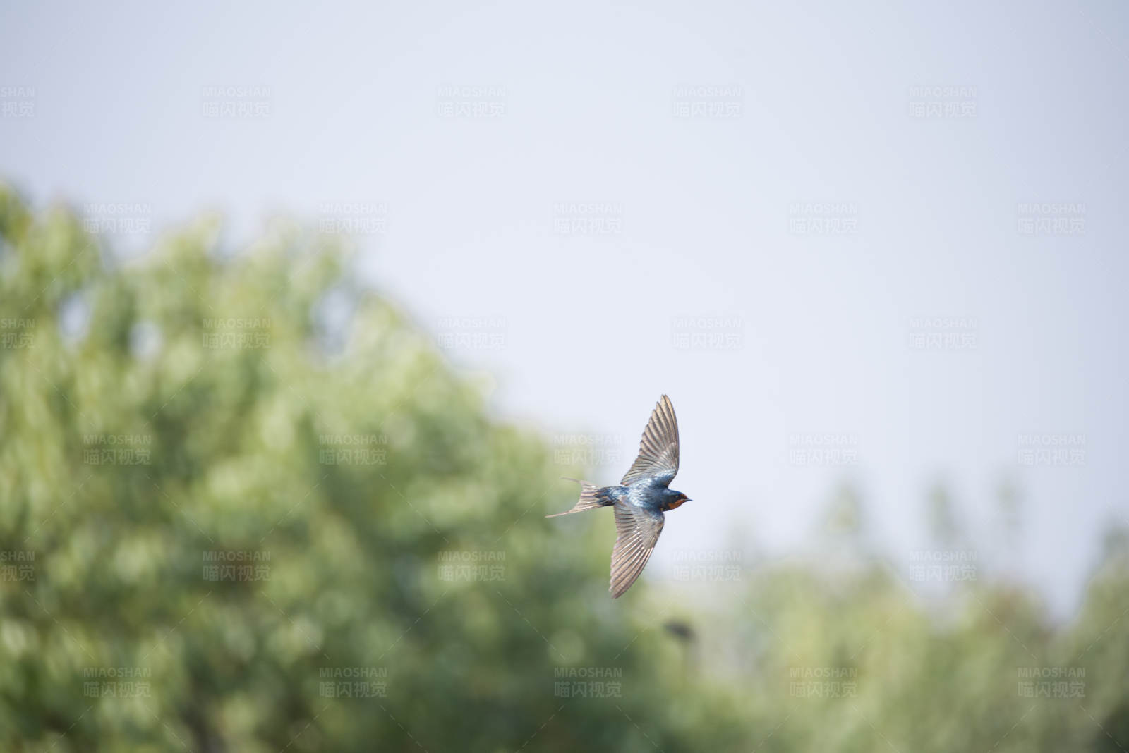 飞翔的燕子图片