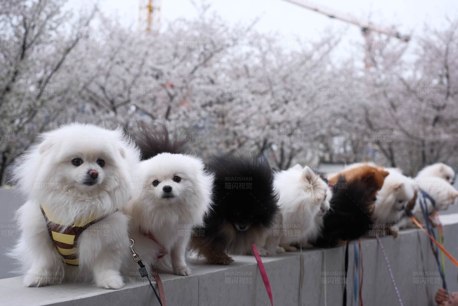 樱花树下的狗狗聚会图片