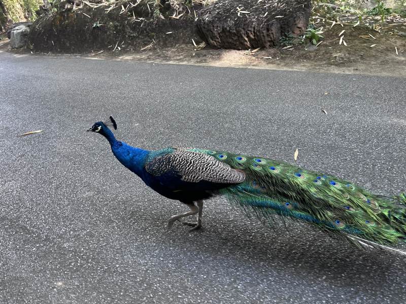 路中的孔雀图片