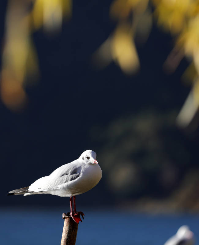 栖息的海鸥图片