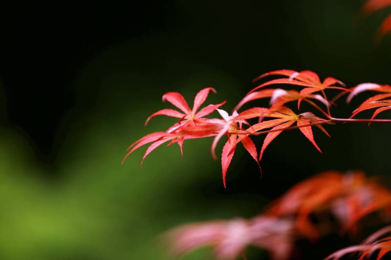 红叶映衬的秋日美景图片