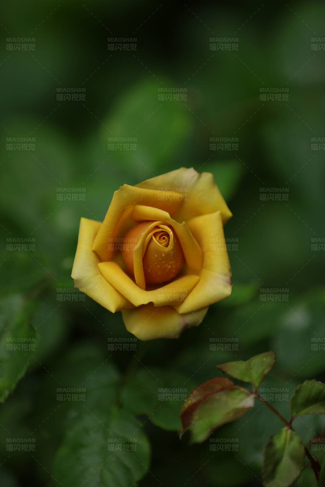 罕见的金色玫瑰优雅绽放图片