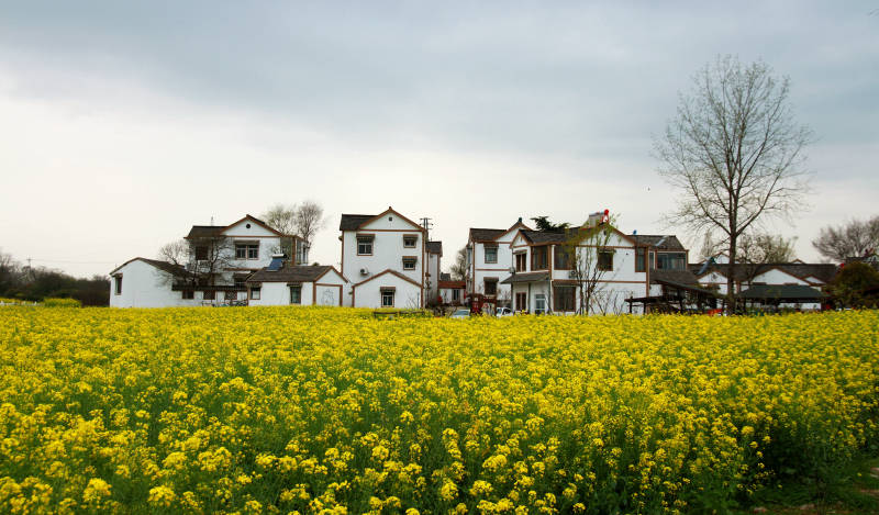 油菜花开 乡村美景图片