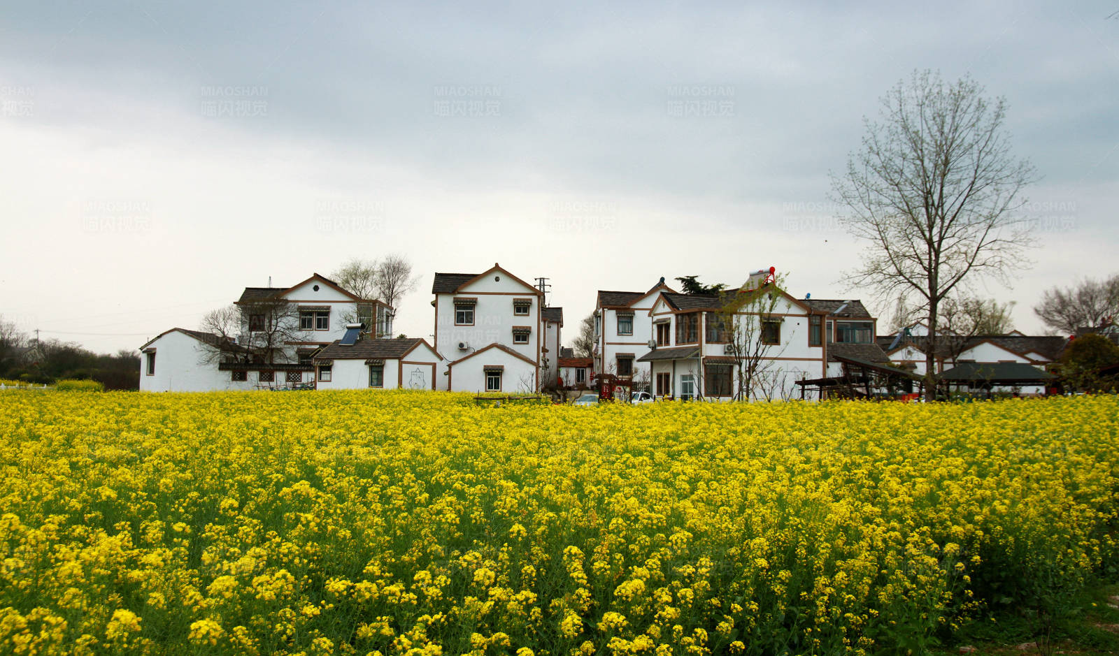 油菜花开 乡村美景图片