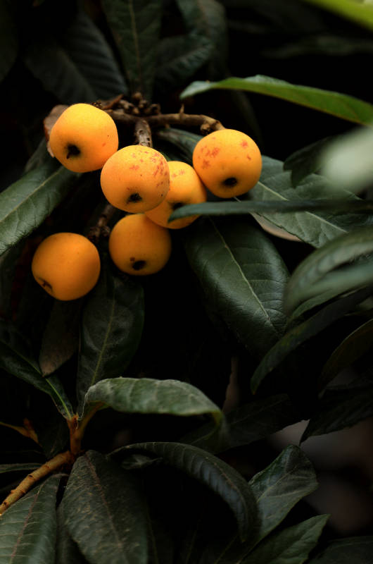 枝头挂满金黄色的枇杷图片