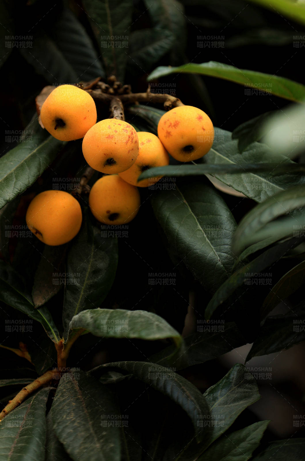 枝头挂满金黄色的枇杷图片