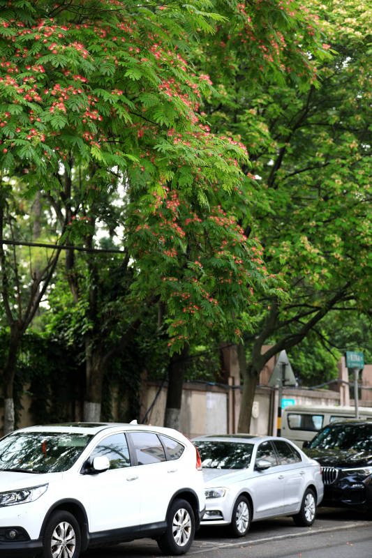 街边花开 车影婆娑图片