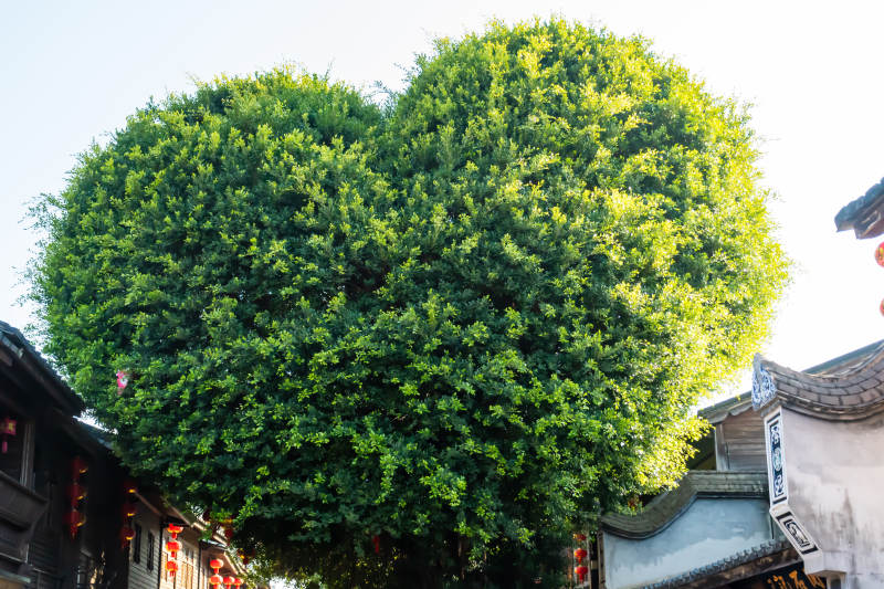 三坊七巷心形树图片