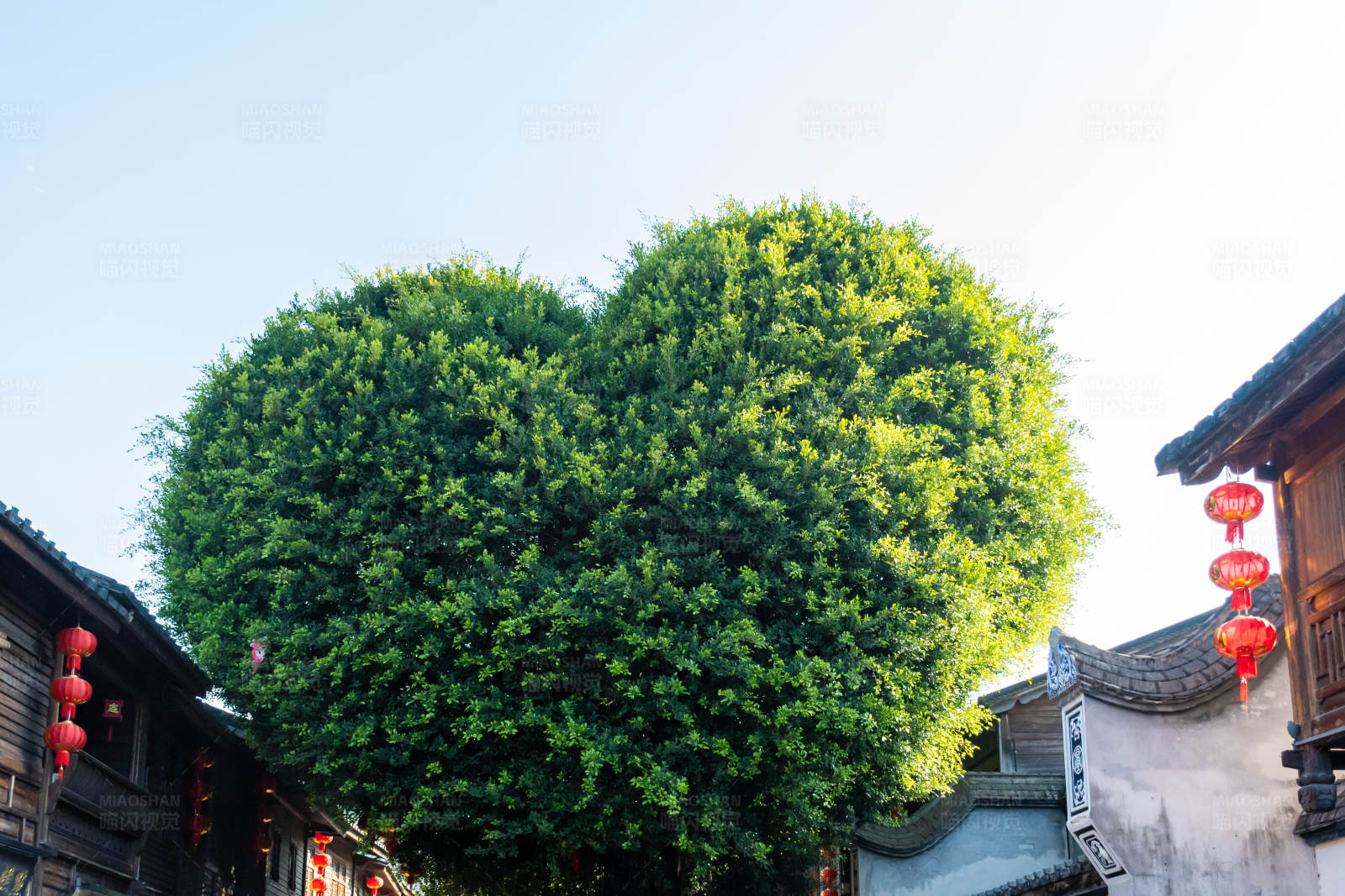 三坊七巷心形绿树映古街图片