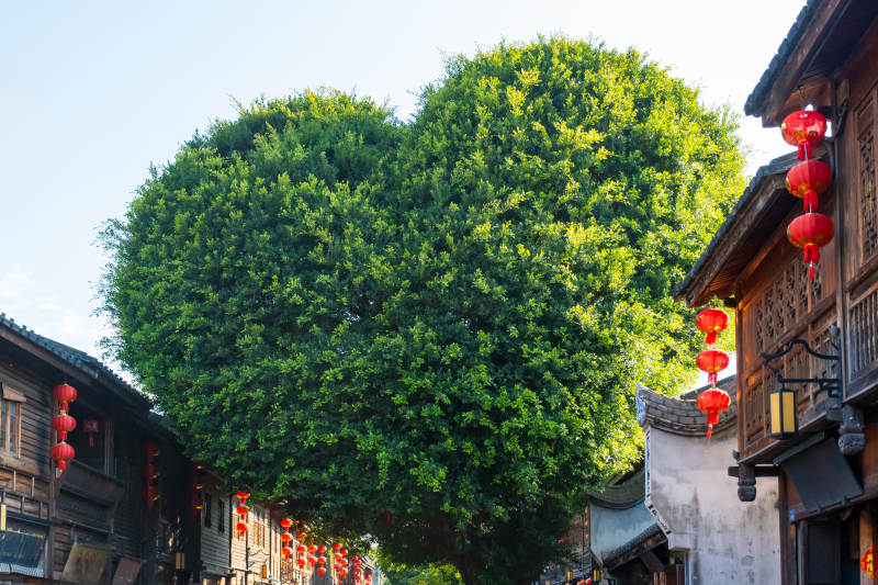 福州三坊七巷爱心树图片