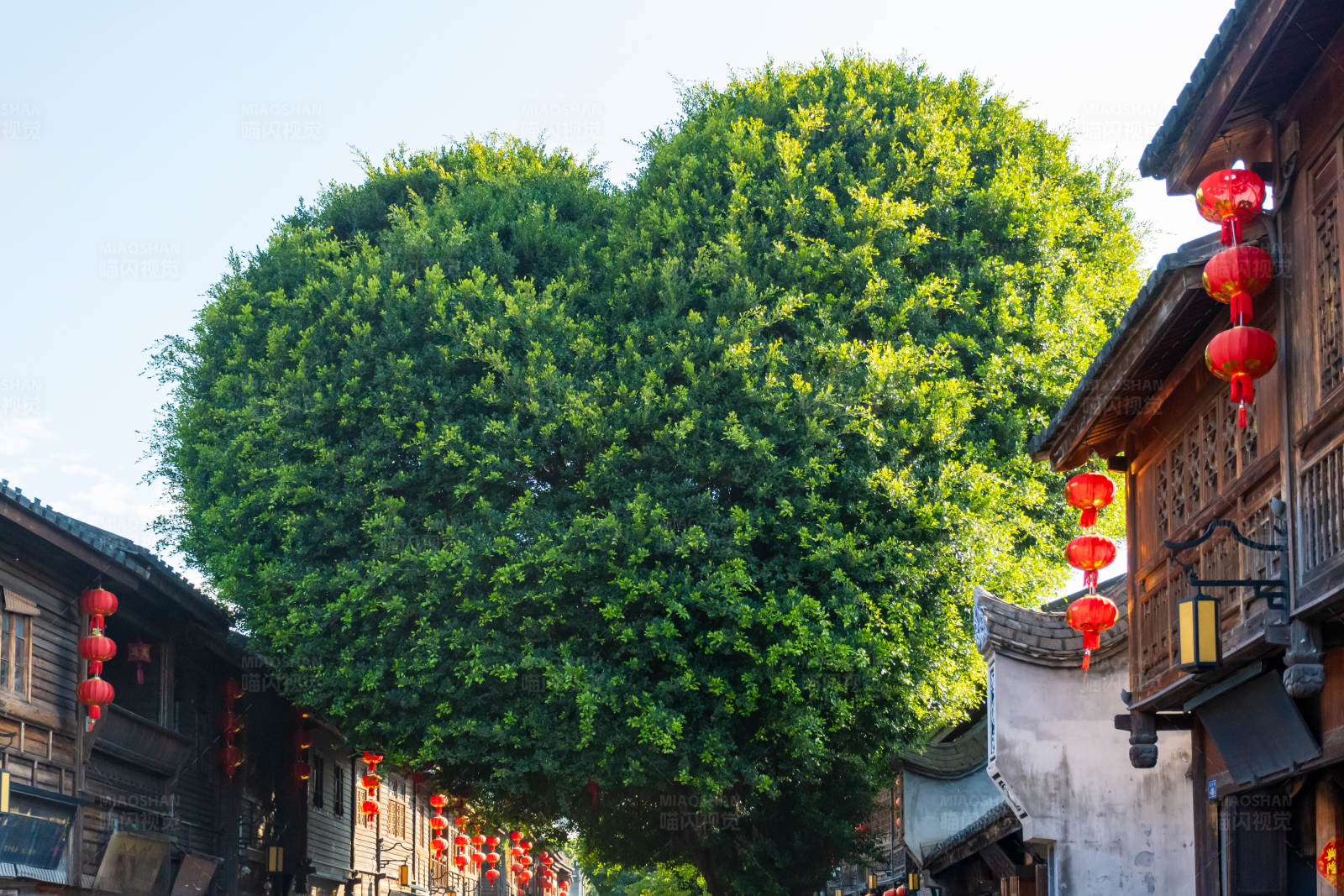 福州三坊七巷爱心树图片