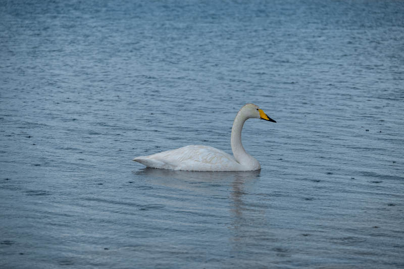 湖中独游的白天鹅图片
