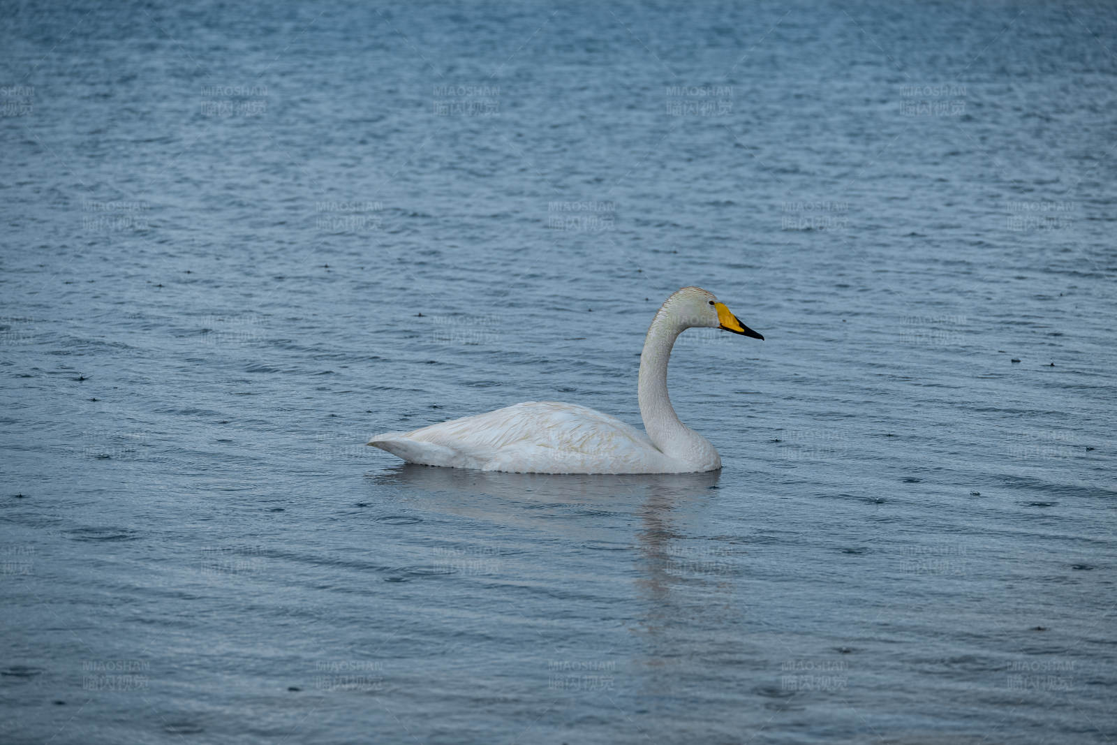湖中独游的白天鹅图片
